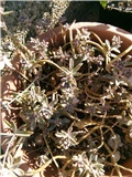 Sedum